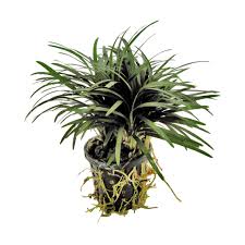 Ophiopogon Kyoto 5cm pot