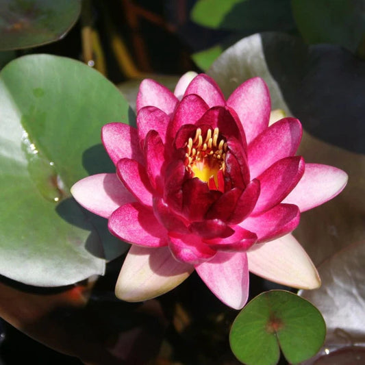 Nymphaea. Almost Black 3ltr