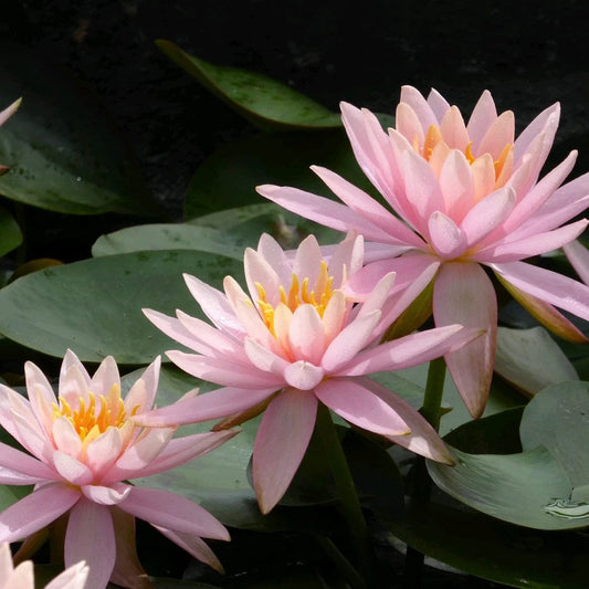 Nymphaea. Colorado 3ltr