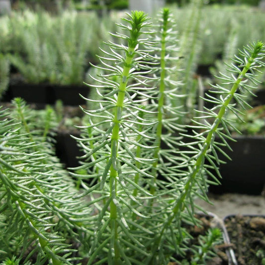 Hippuris Vulgaris - (Common's mare's tail) 1ltr