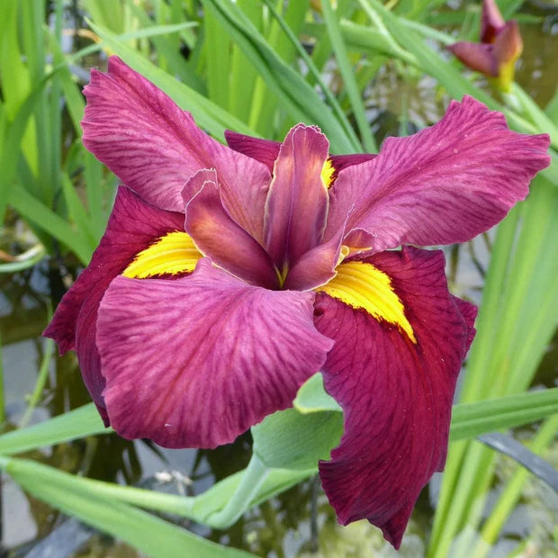 Iris Louisiana 'Ann Chowning' 1ltr
