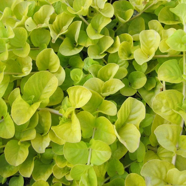 Lysimachia Nummularia Aurea - (Golden Creeping Jenny) 1ltr