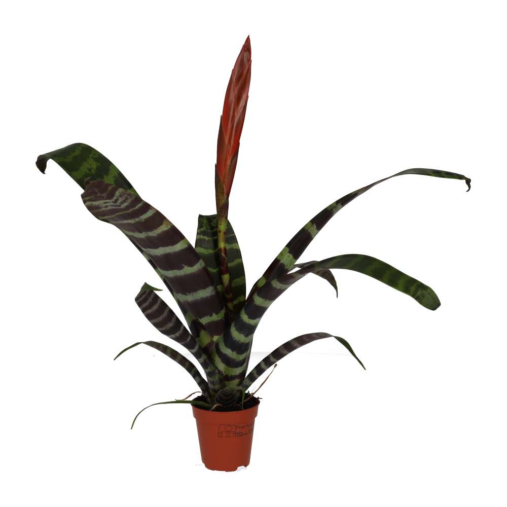 ProRep Live Plant. Flaming Sword Bromeliad (Small) (Vriesea era)