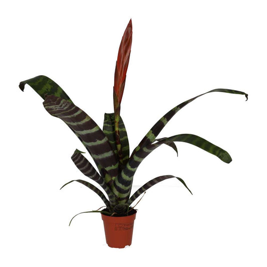 ProRep Live Plant. Flaming Sword Bromeliad (Small) (Vriesea era)