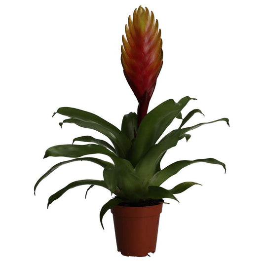 ProRep Live Plant. Vriesea 'mixed colours' (Medium) (Vriesea sp)