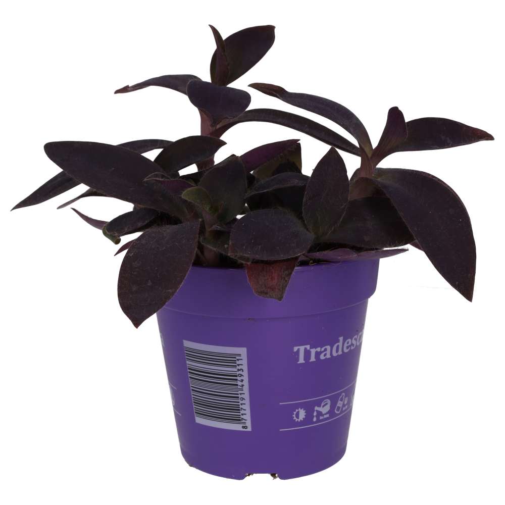 ProRep Live Plant. Purple Heart Tradescantia (Large) (Tradiscantia pallida)