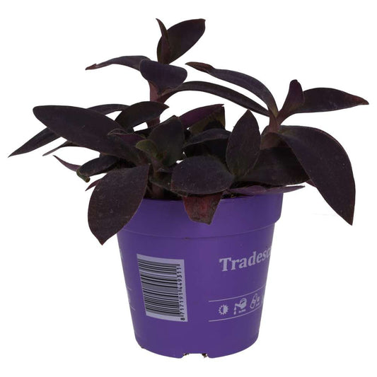 ProRep Live Plant. Purple Heart Tradescantia (Large) (Tradiscantia pallida)