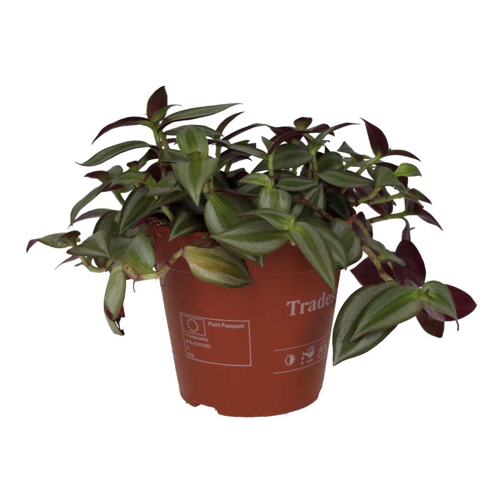 ProRep Live Plant. Inch Plant 'Purple' (Large) (Tradescantia sp)