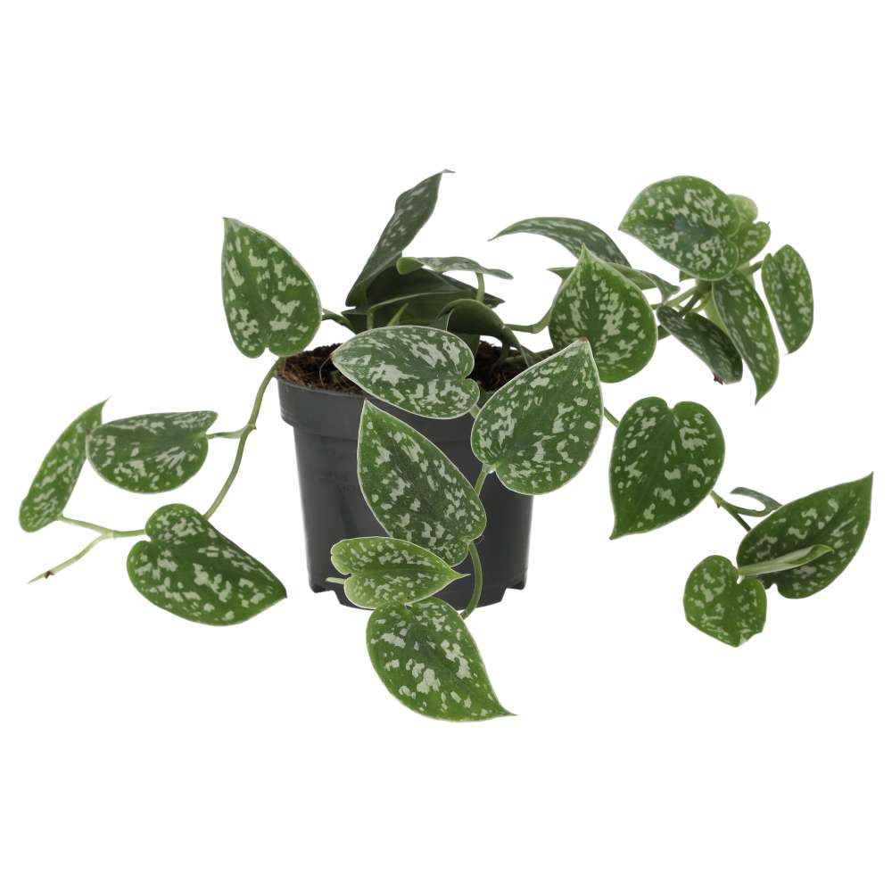 ProRep Live Plant. Inch Plant "Variegated" (Large) (Tradescantia sp)1
