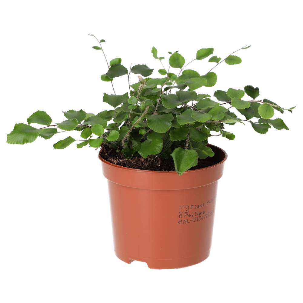 ProRep Live Plant. Button Fern (Medium)