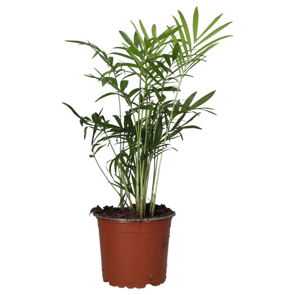 PR Live Plant. Parlour Palm (Medium) (Chamaedora elegans)