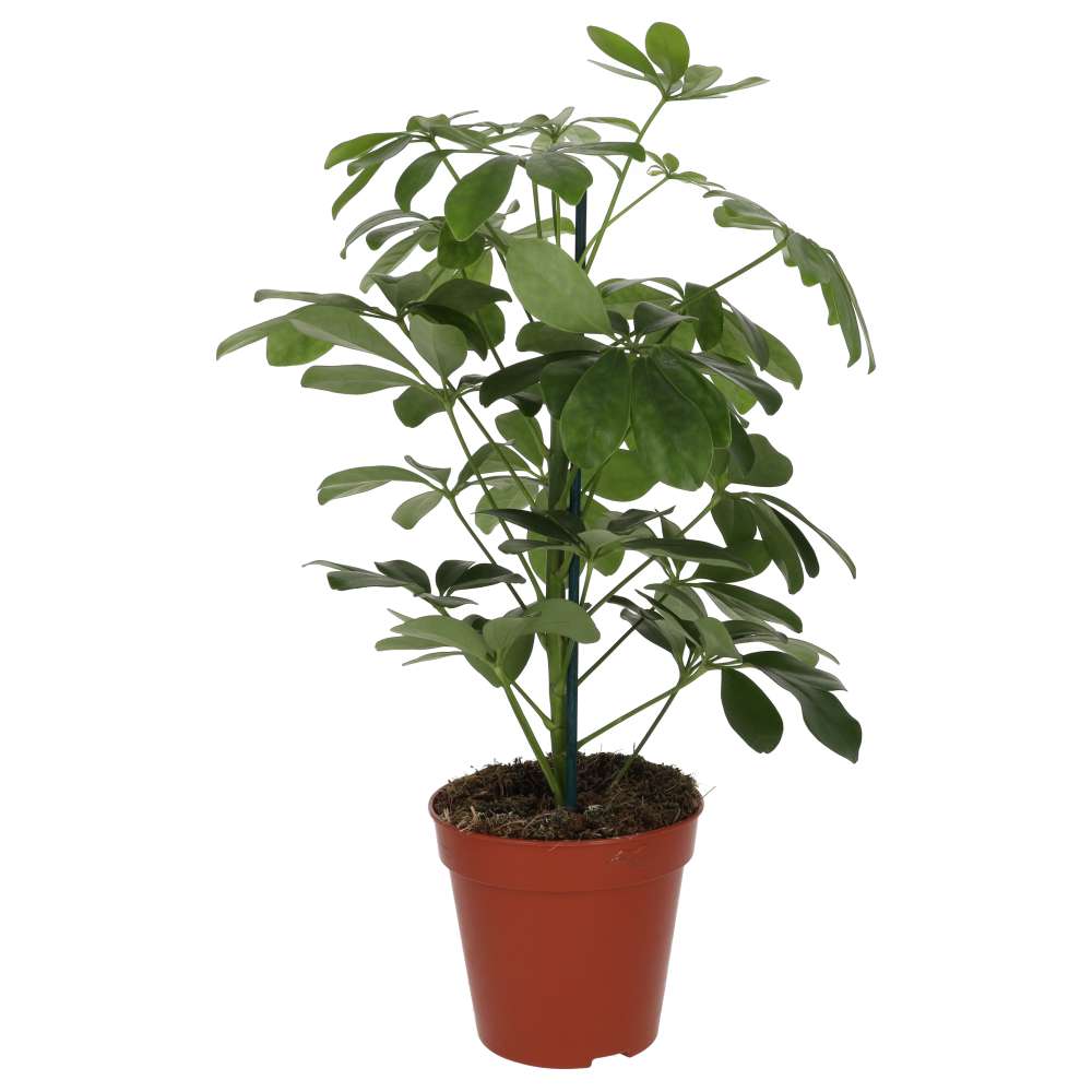 ProRep Live Plant. Dwarf Umbrella Tree (Medium) (Schefflera arboricola)