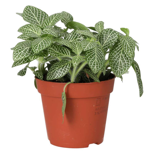 ProRep Live Plant. Nerve Plant (Medium) (Fittonia sp.)