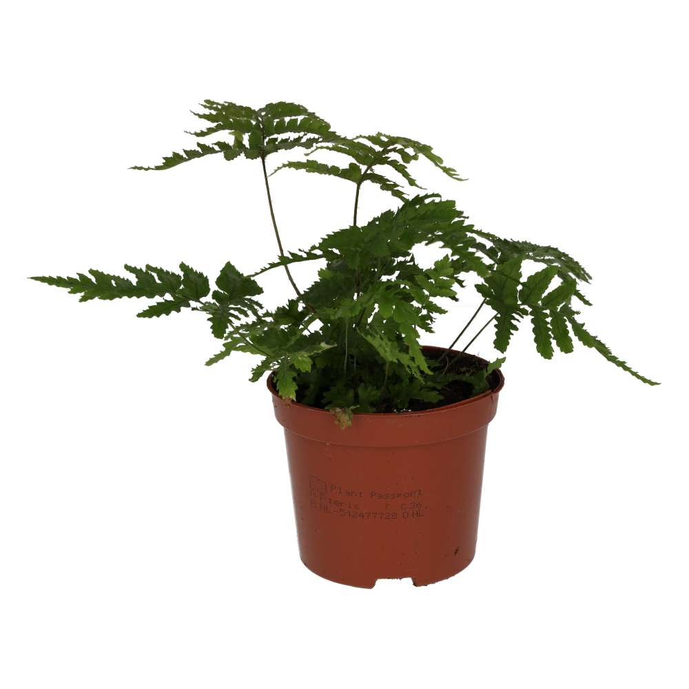 ProRep Live Plant. Autumn Fern (Medium)