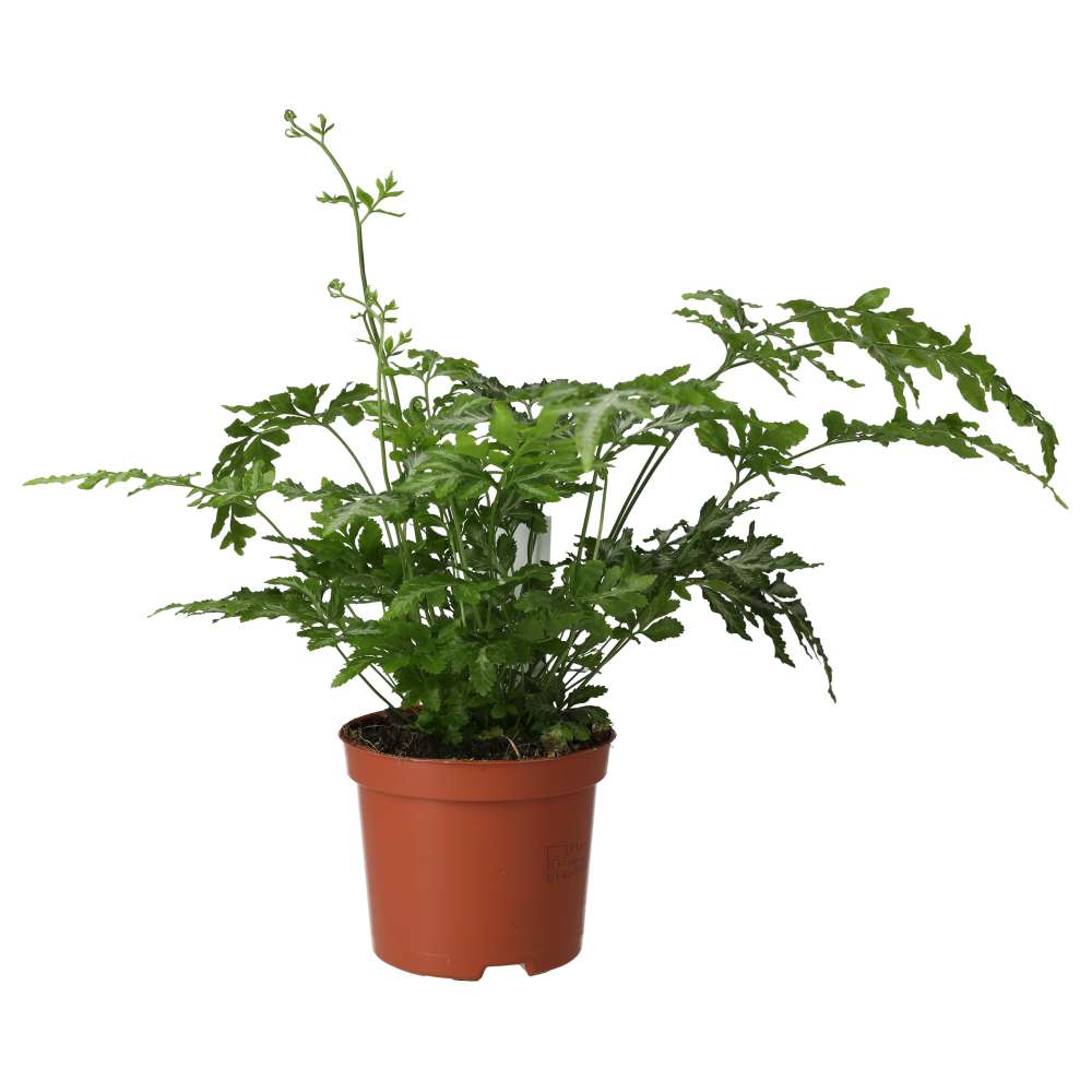 ProRep Live Plant. Brake Fern mix (Medium)