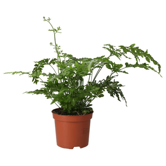 ProRep Live Plant. Brake Fern mix (Medium)