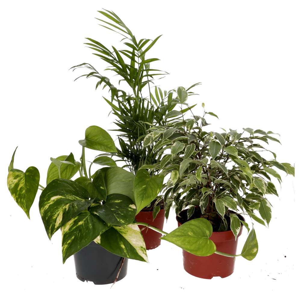 ProRep Live Plant. Crested Gecko Collection (3 Plants)