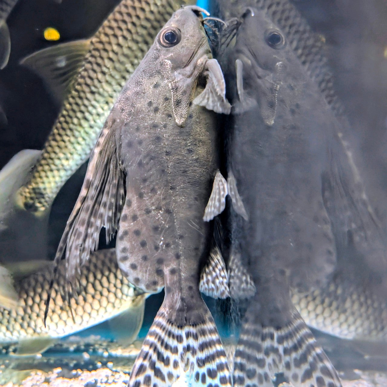 Featherfin Squeaker Catfish