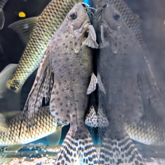 Featherfin Squeaker Catfish