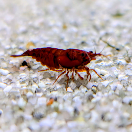 Super Red Cherry Shrimp