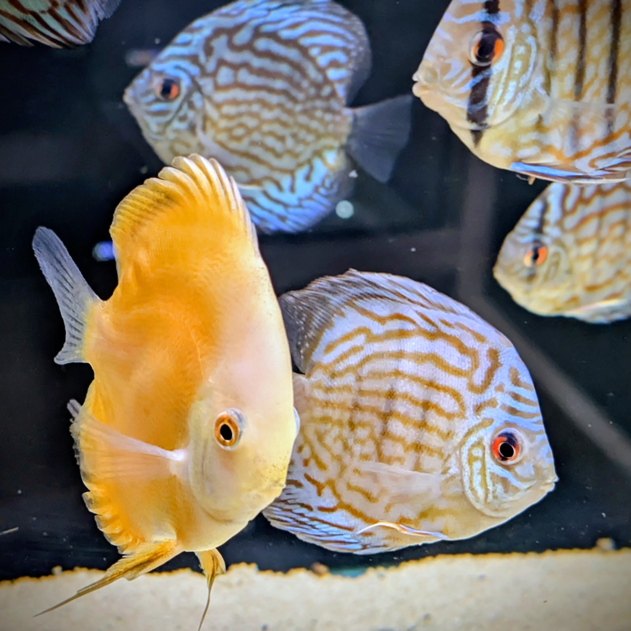 Discus