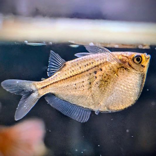 Giant Silver Hatchet Fish