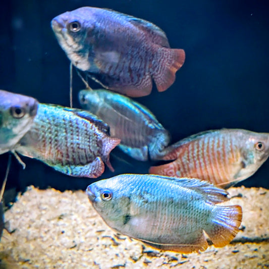 Assorted Dwarf Gourami