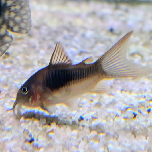 Longfin Green Corydoras