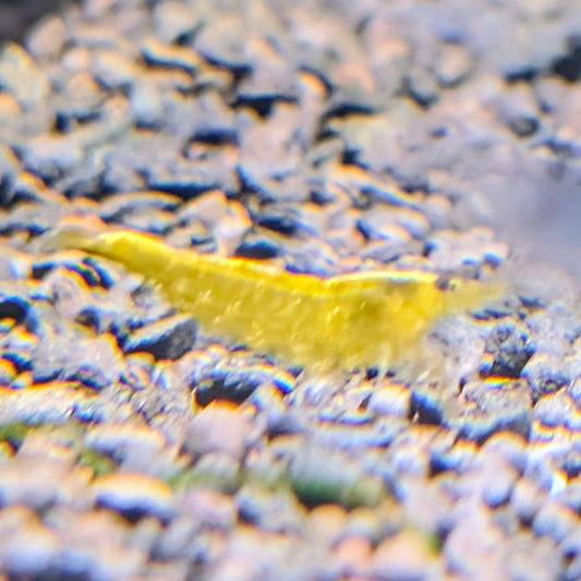 Yellow Cherry Shrimp