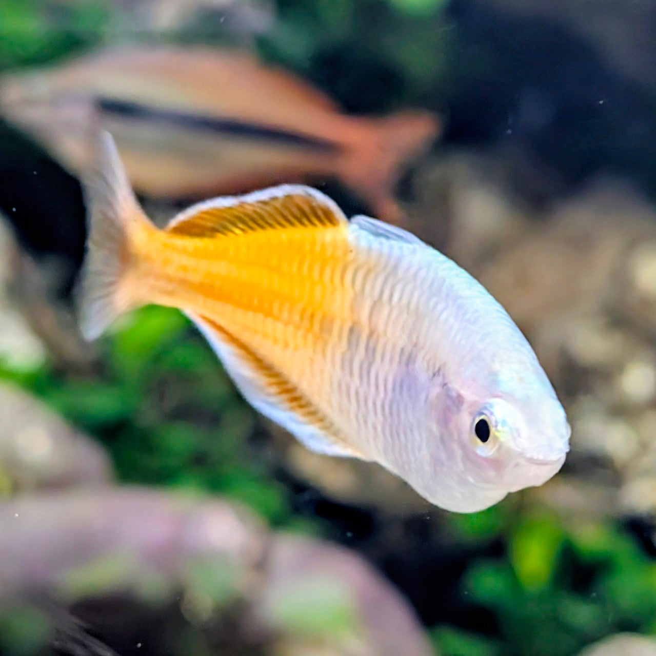 Boesmani Rainbow Melanotaenia