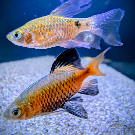 Long Fin Diamond Rosy Barb