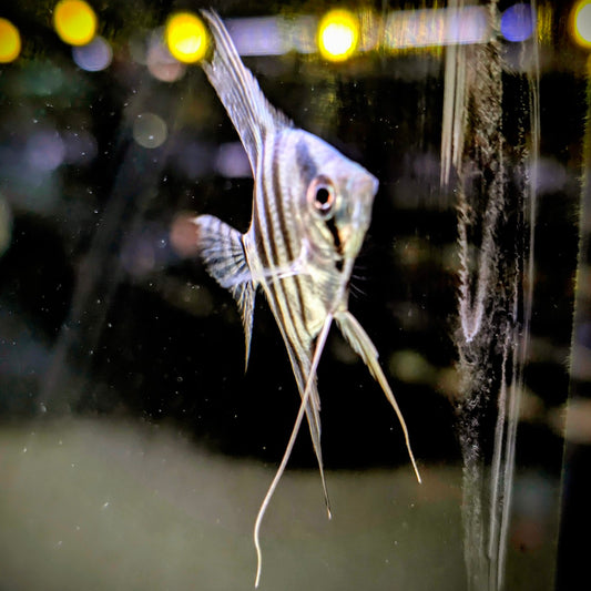 Altum Angelfish
