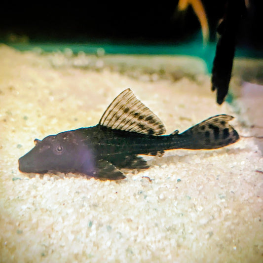 Common Plec