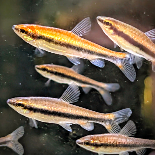 Red Golden pencilfish