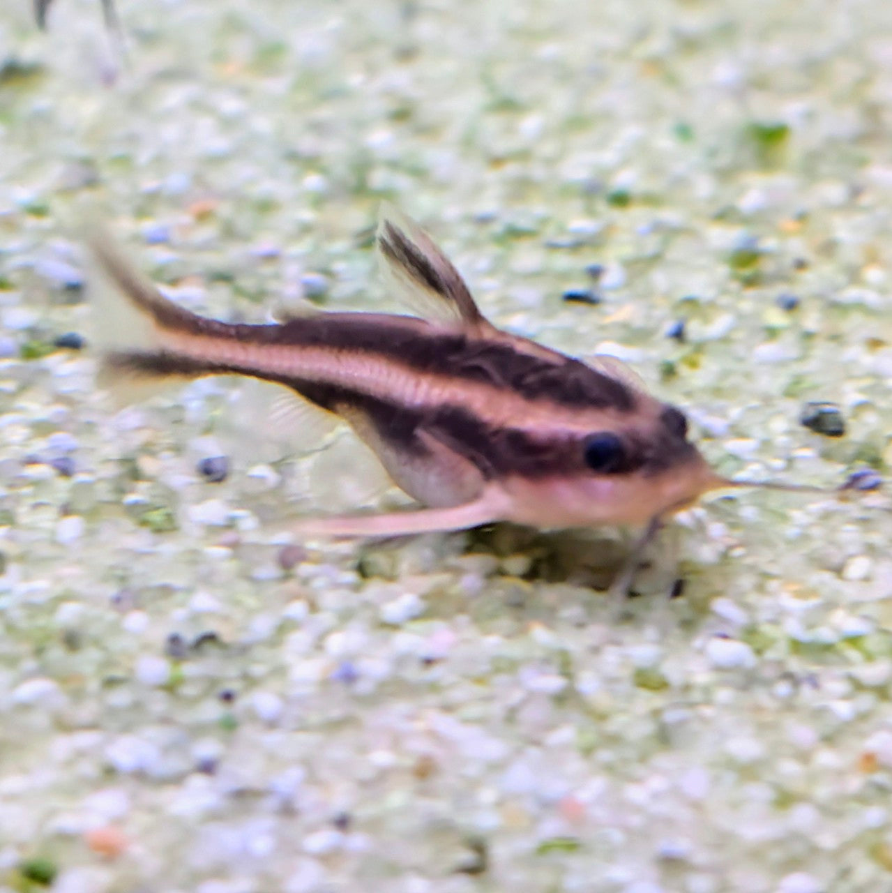 Humbug Catfish (Platydoras Costatas)