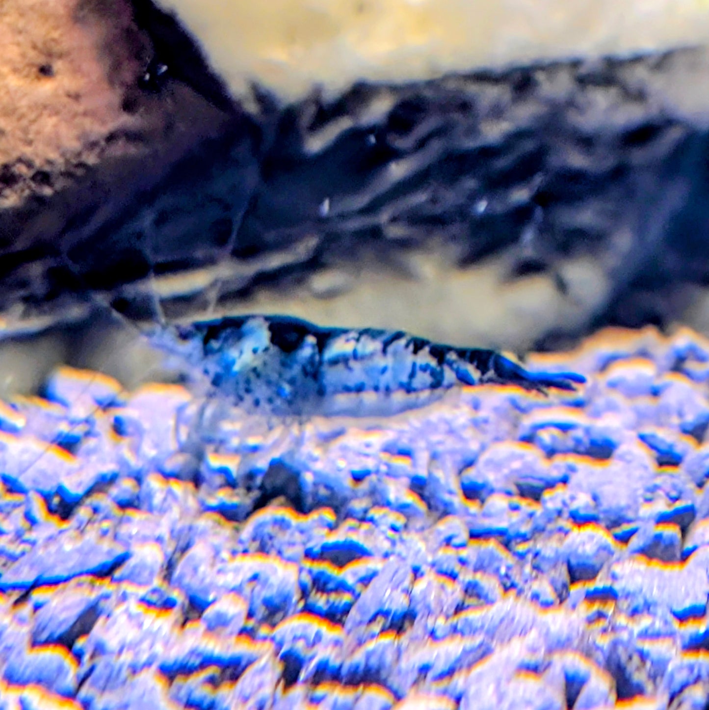 Blue Carbon Rili Shrimp