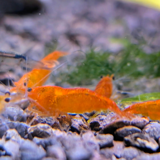 Pumpkin Orange Shrimp