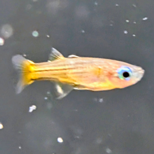 Gertrudes Blue Eye Rainbows