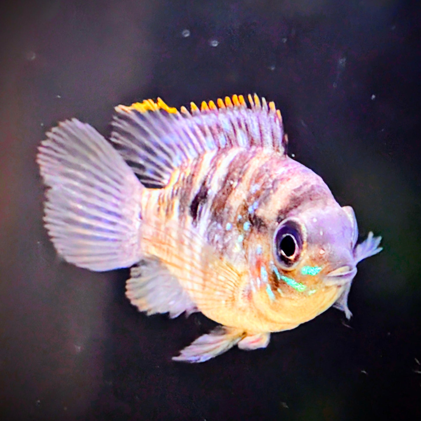 Blue Acara