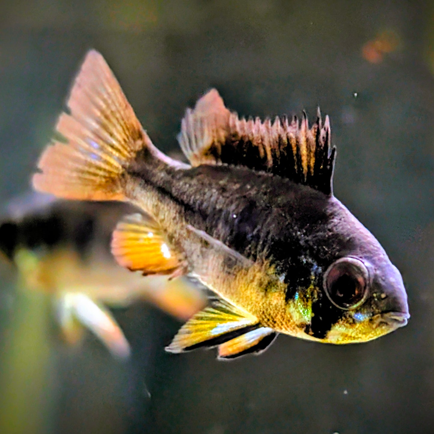 Black Ram
