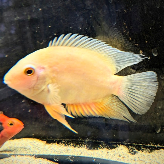 Golden Severum