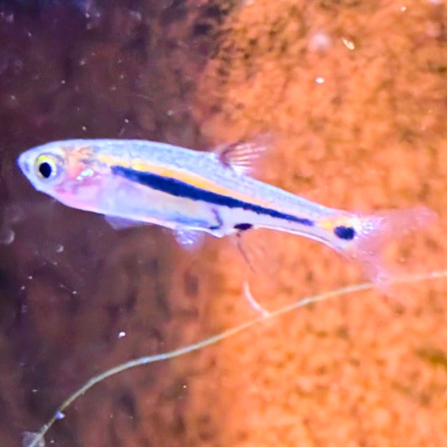Least Rasbora