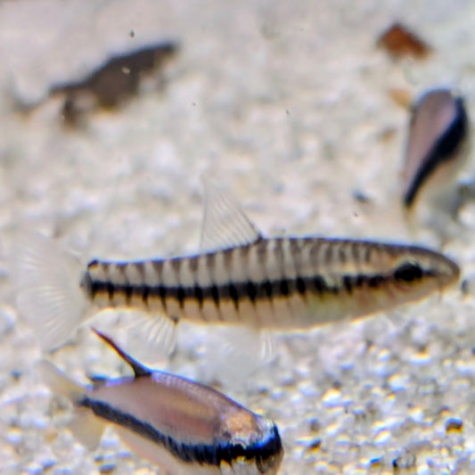 Hovering Loach