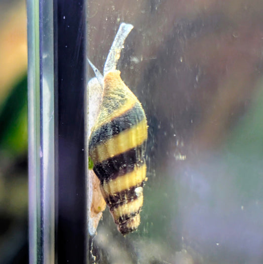 Assassin Snail