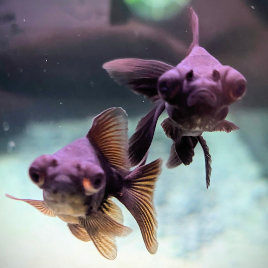 Black Moor Goldfish