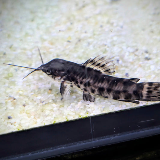 Hoplo Catfish