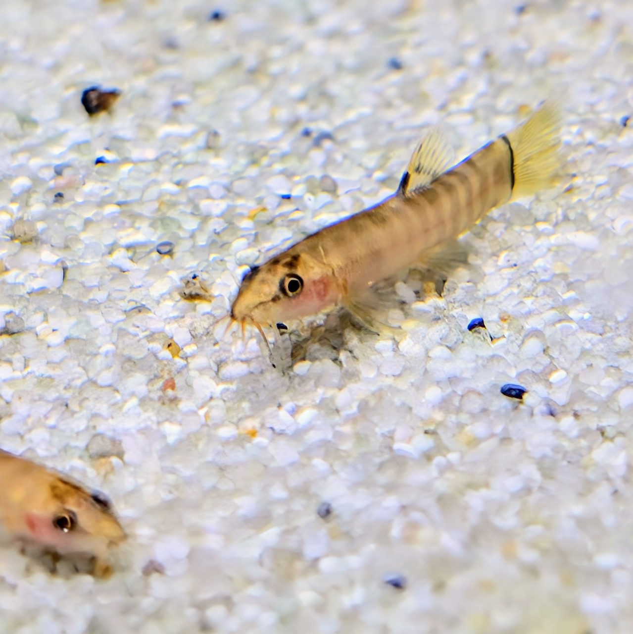 Mountain Loach