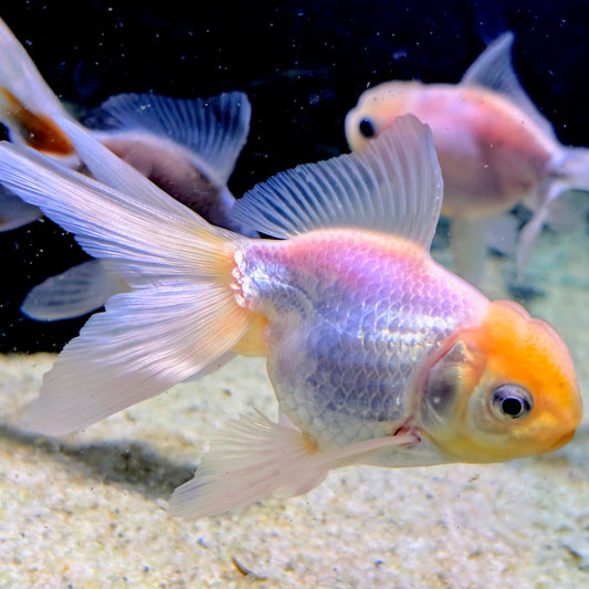 Oranda Goldfish