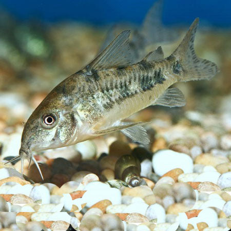 Peppered Corydoras