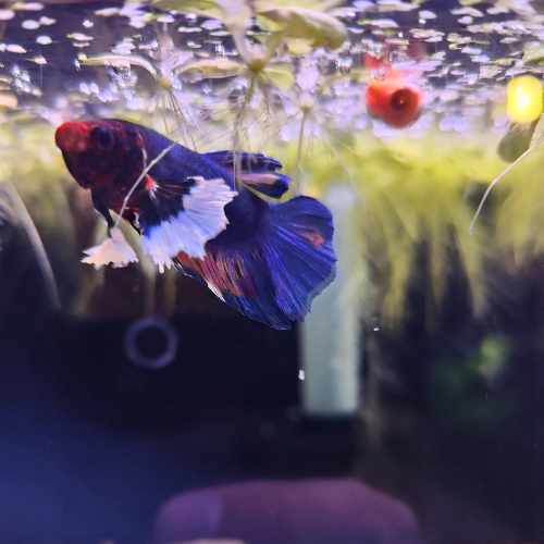 Cosmo - Dumbo Koi Male Betta